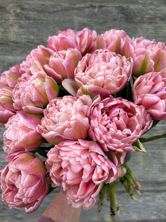 Tulip - Pink Mist