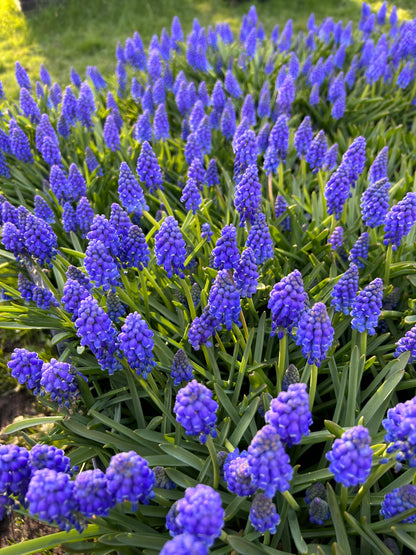 Muscari - Grape Hyacinth