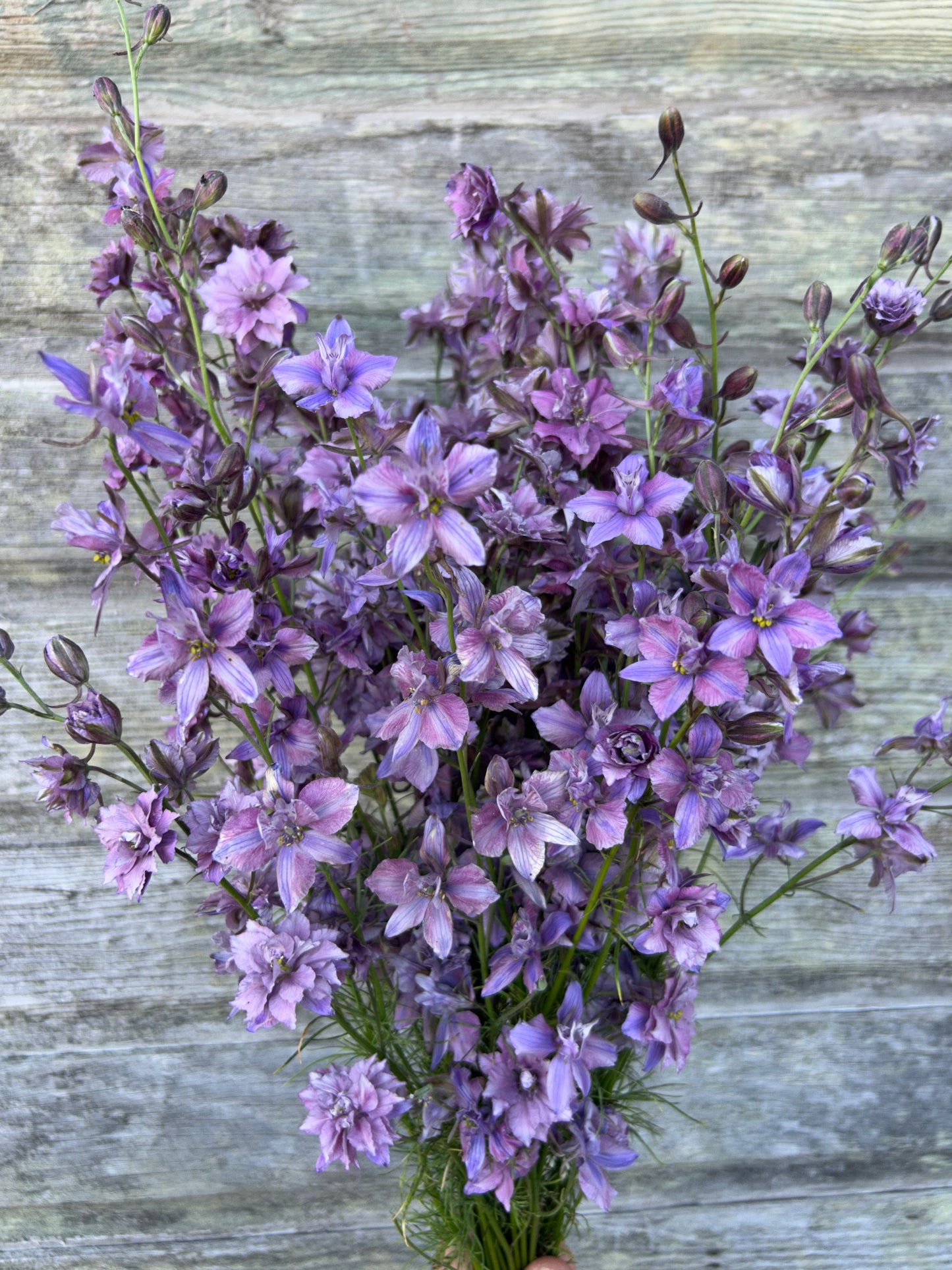 Larkspur - Earl Grey