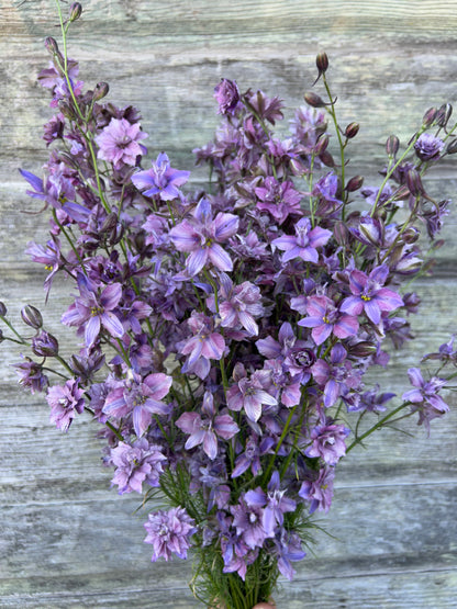 Larkspur - Earl Grey