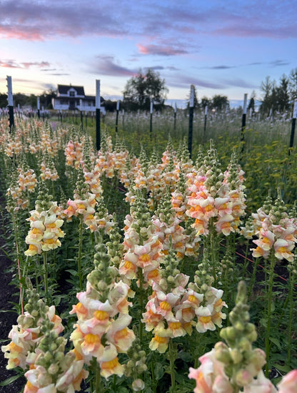 Snapdragon - Avignon Apricot