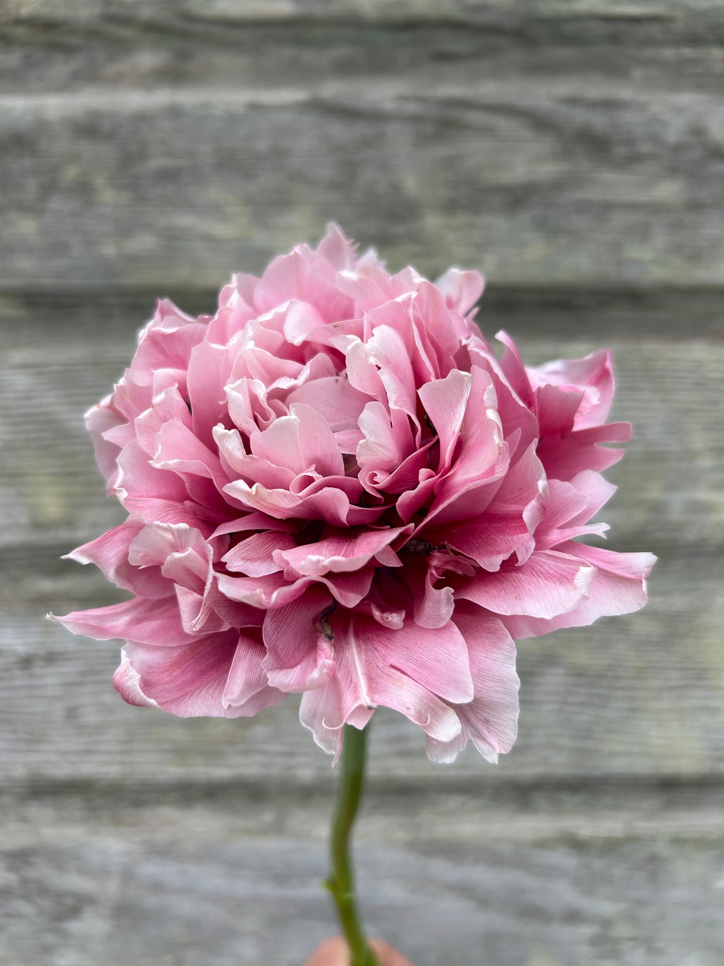 Tulip - Magic Sensation