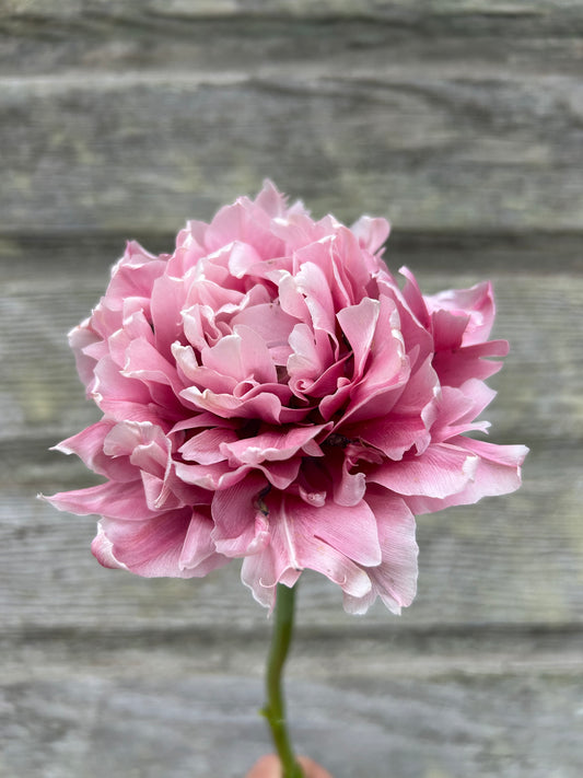 Tulip - Magic Sensation