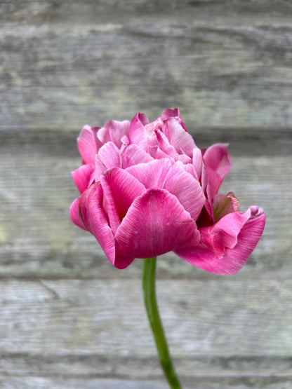 Tulip - Aveyron