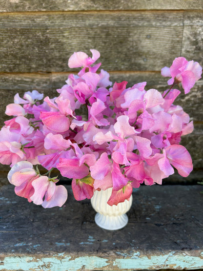 Sweet Pea - Audrey Kirkman