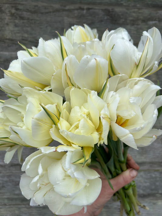 Tulip - Exotic Emperor