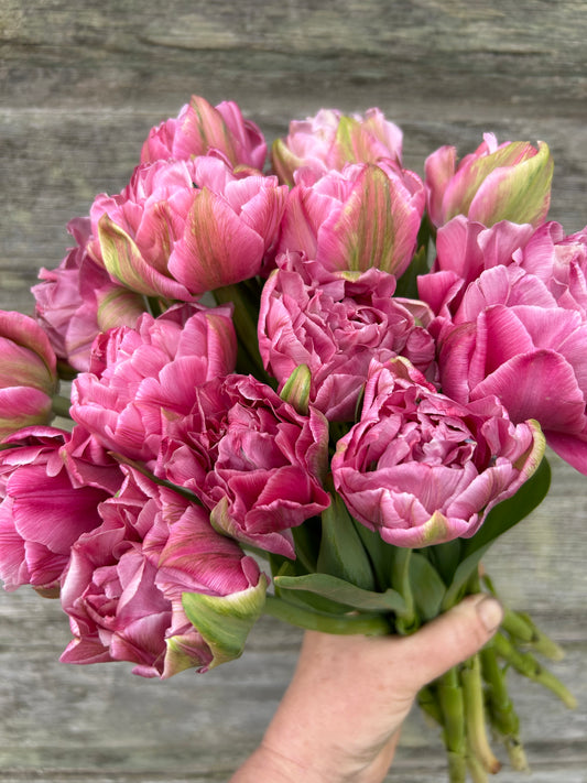 Tulip - Aveyron