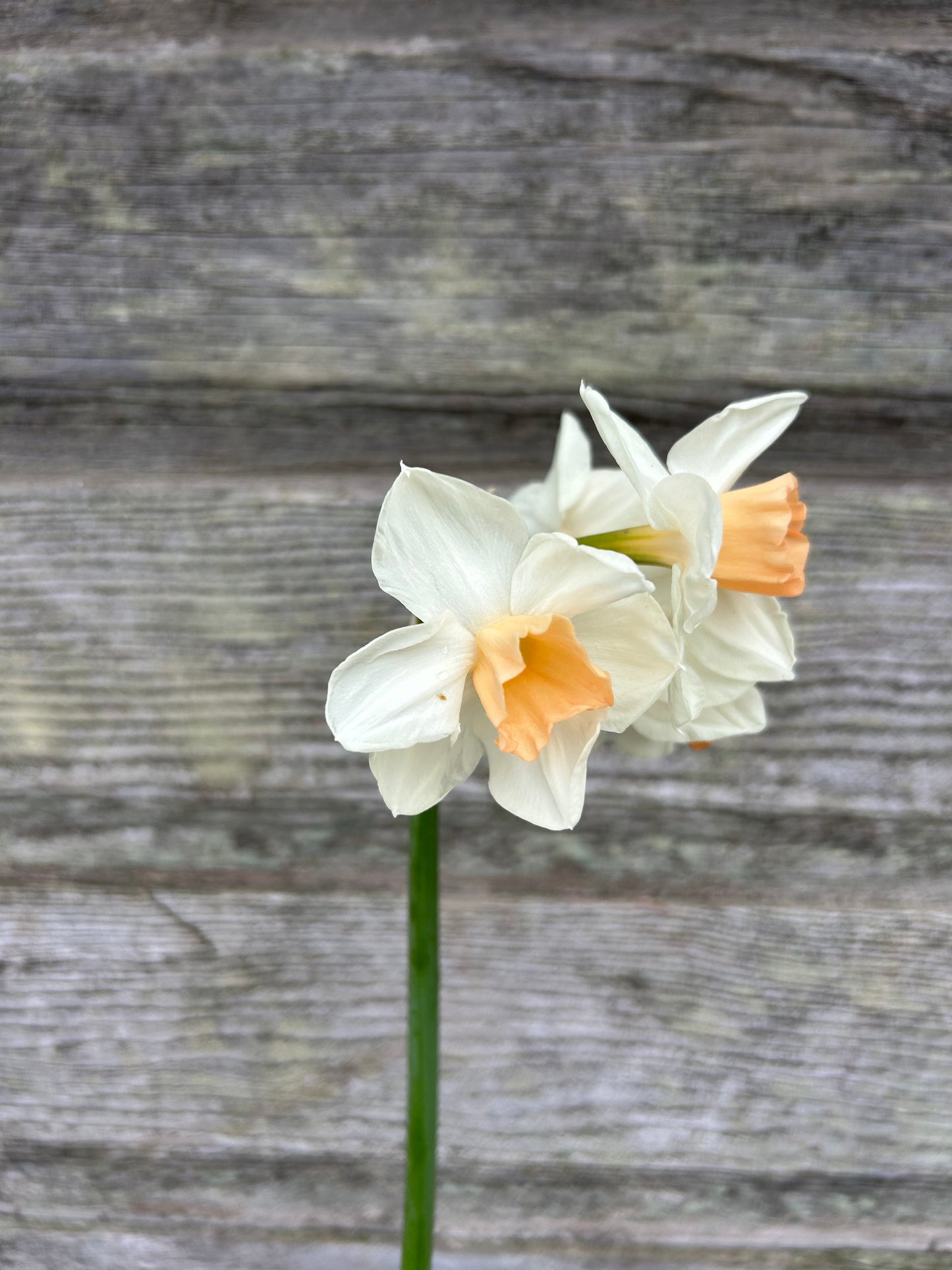 Daffodil - Kapiti Peach