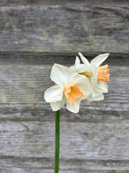 Daffodil - Kapiti Peach