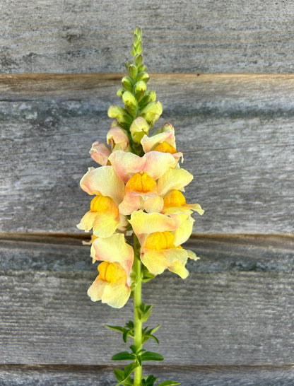 Snapdragon - Avignon Apricot
