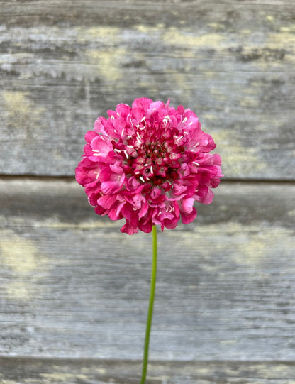 Scabiosa - Salmon Rose