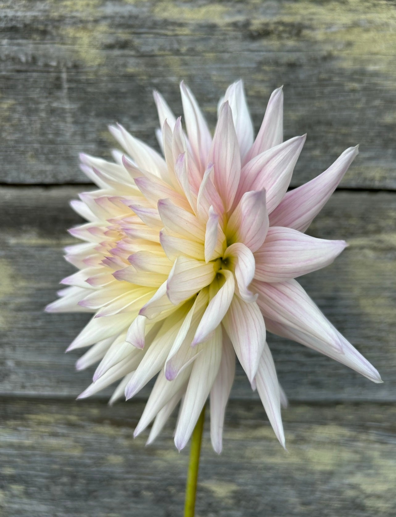 Sandia Stargazer