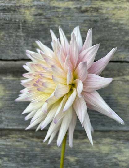 Sandia Stargazer