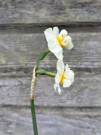 Daffodil - Cheerfulness