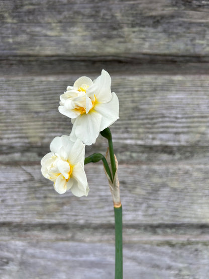 Daffodil - Cheerfulness