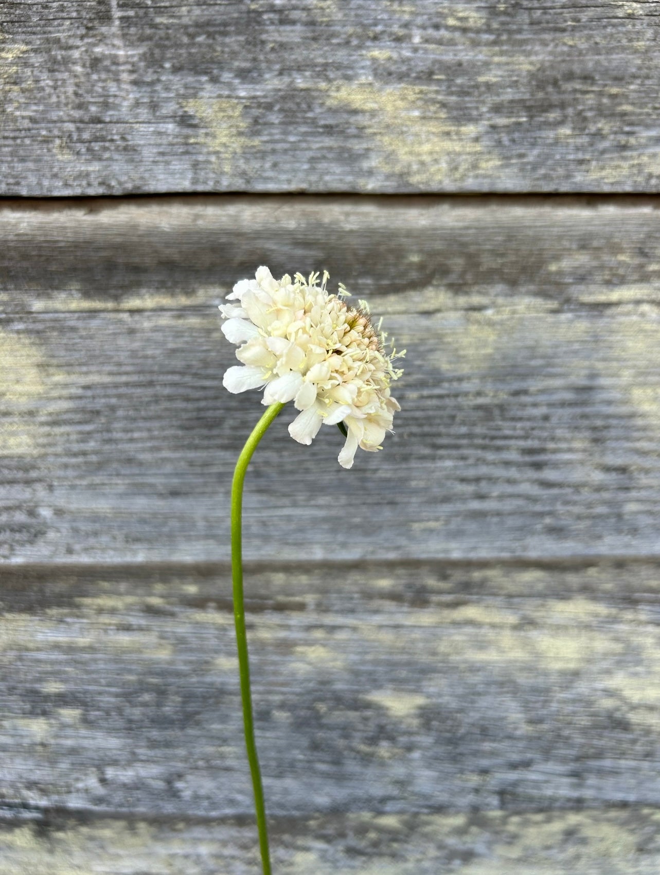 Scabiosa - Fata Morgana