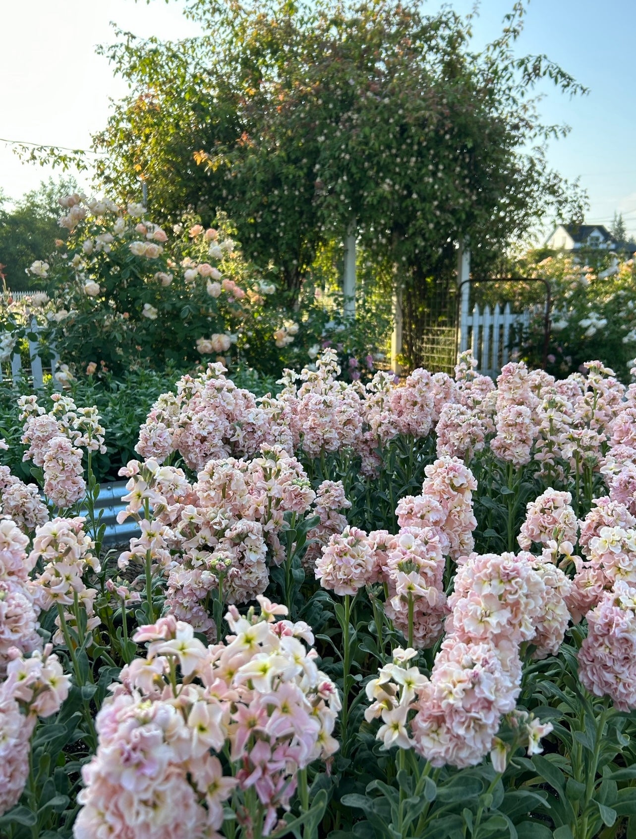 Stock - Iron Apricot – The Farmhouse Flower Farm