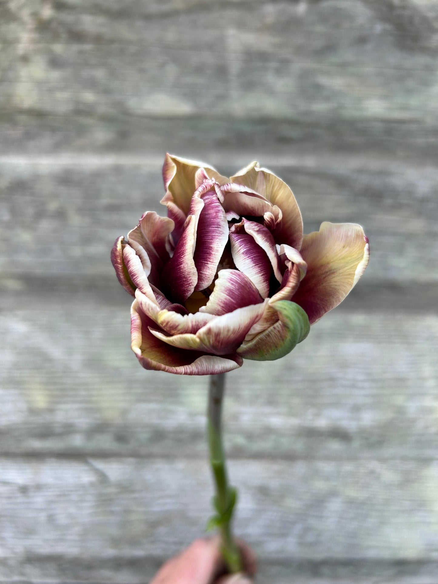 Tulip - Wyndham