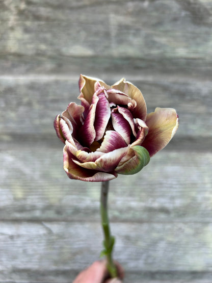 Tulip - Wyndham