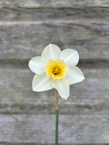 Daffodil - Prosecco