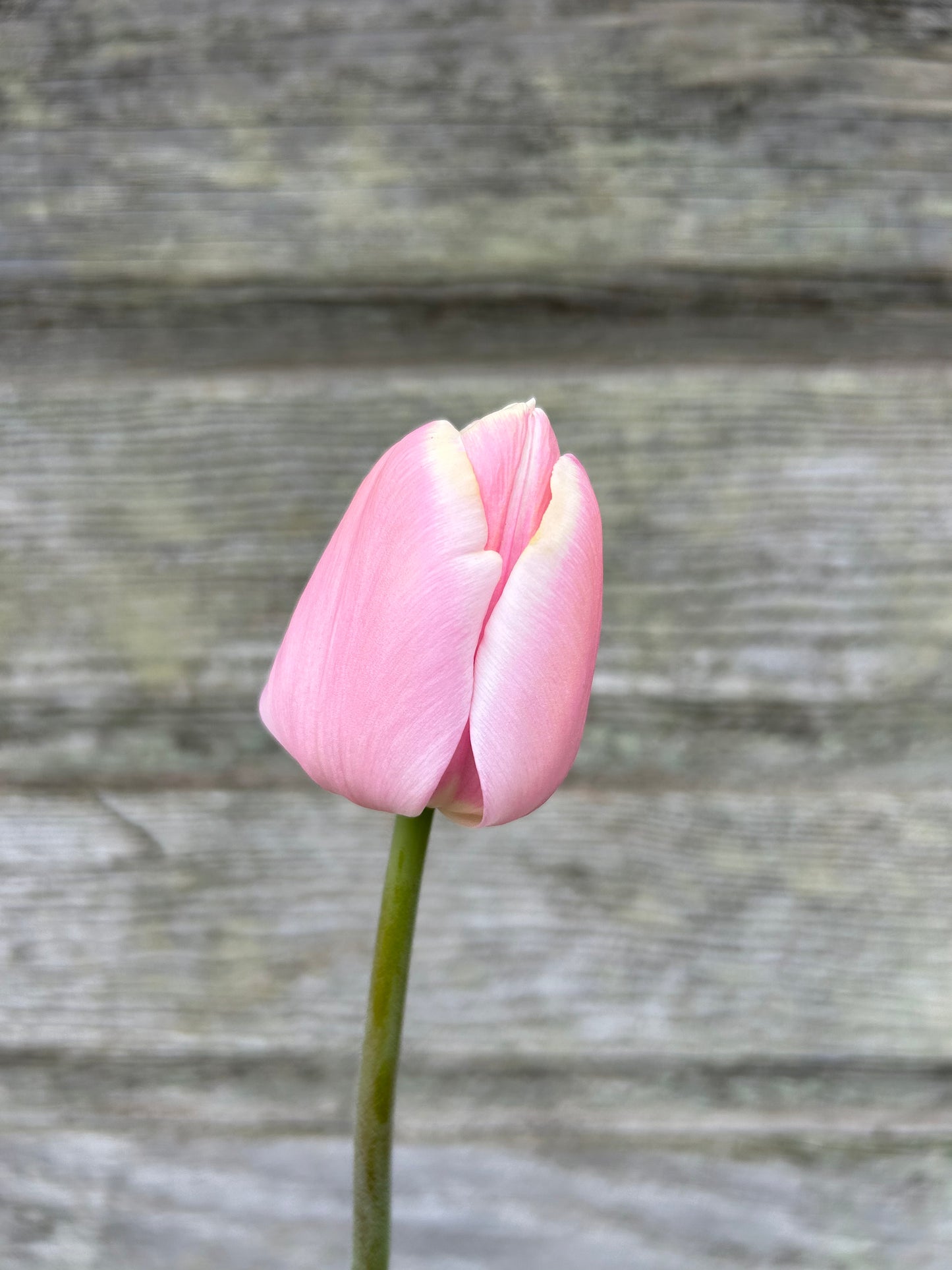 Tulip - Mango Charm
