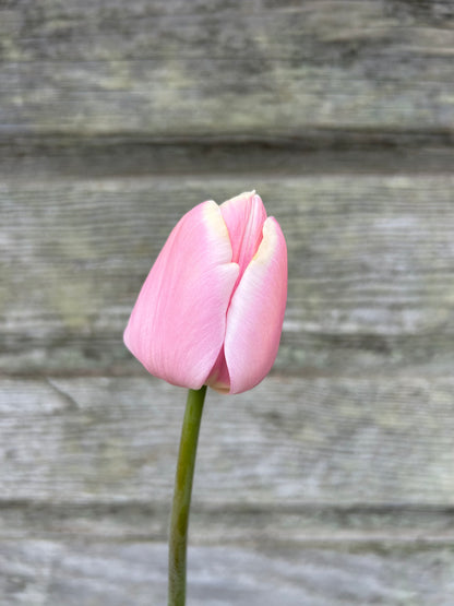 Tulip - Mango Charm