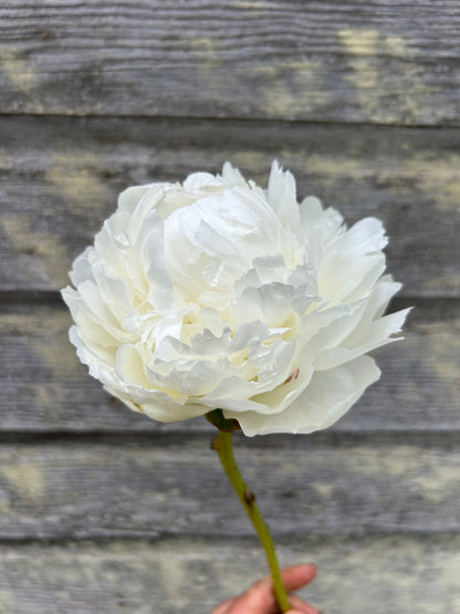 Peony - Bowl of Cream