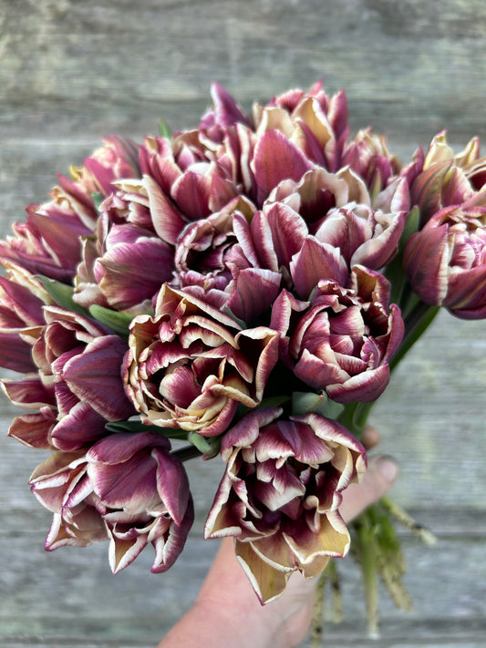 Tulip - Wyndham
