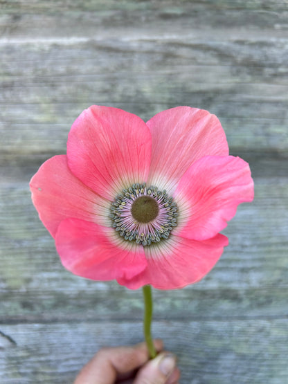 Anemone Barbie