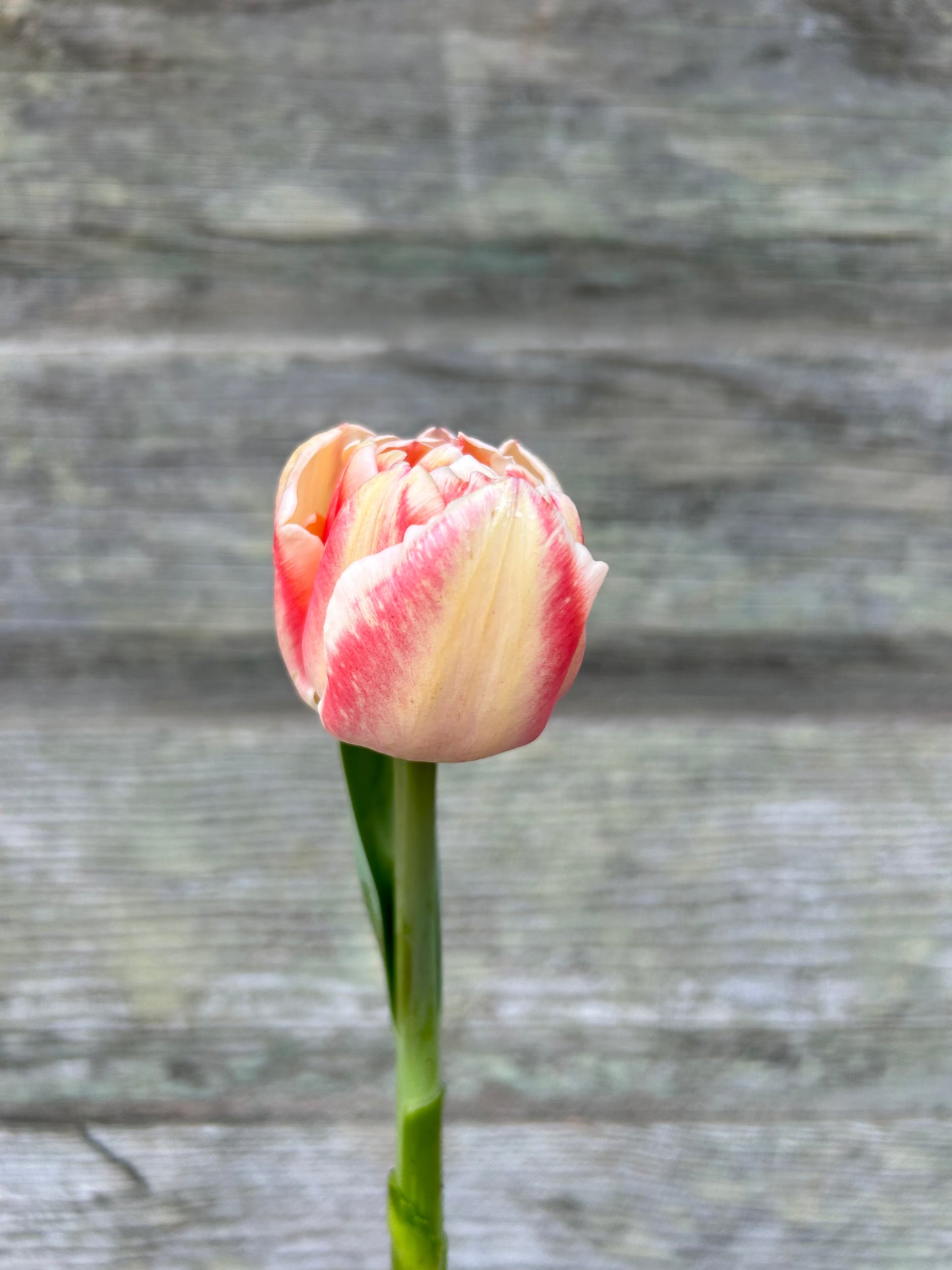 Tulip - Bed of Roses