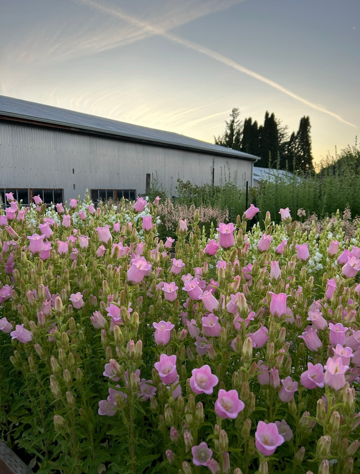 Campanula - Champion II Pink