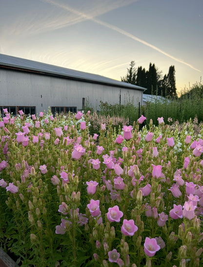 Campanula - Champion II Pink