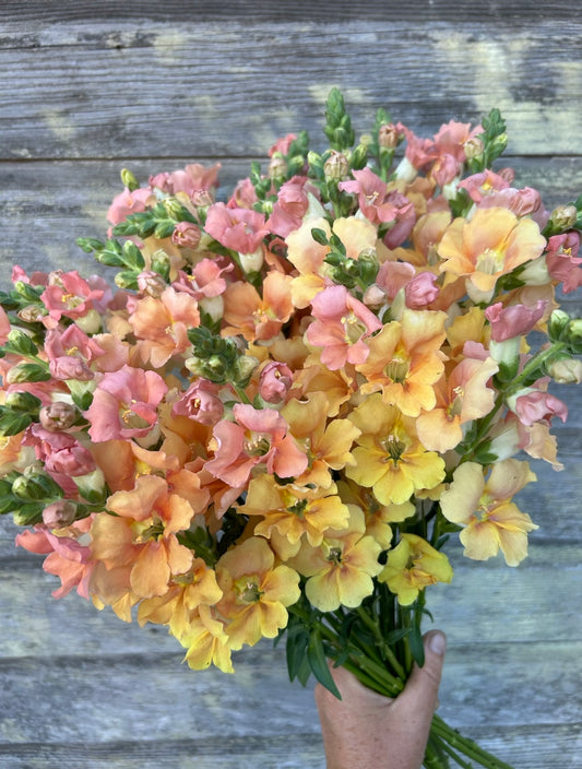 Snapdragon - Chantilly Light Salmon