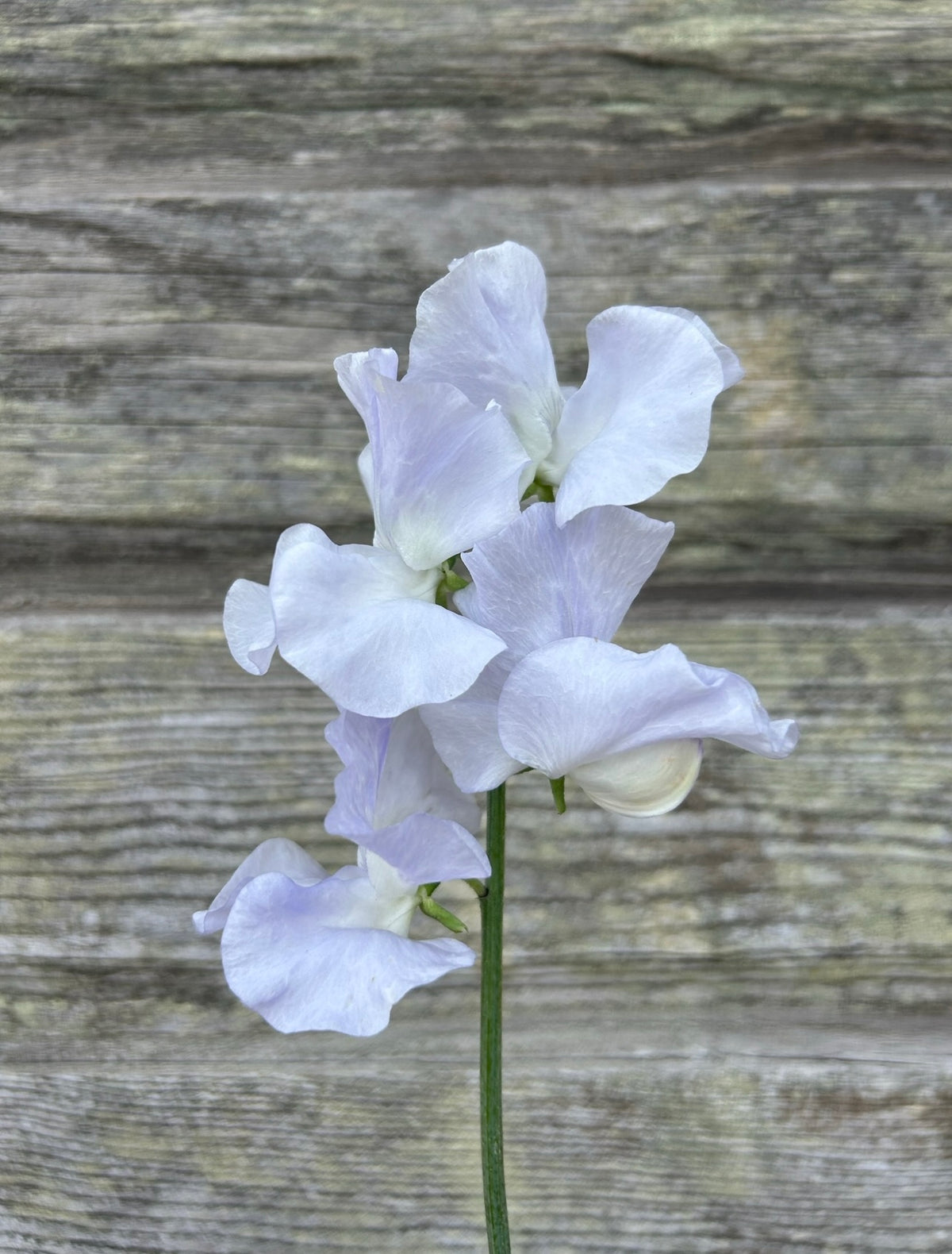 Sweet Pea - Beverly Ann