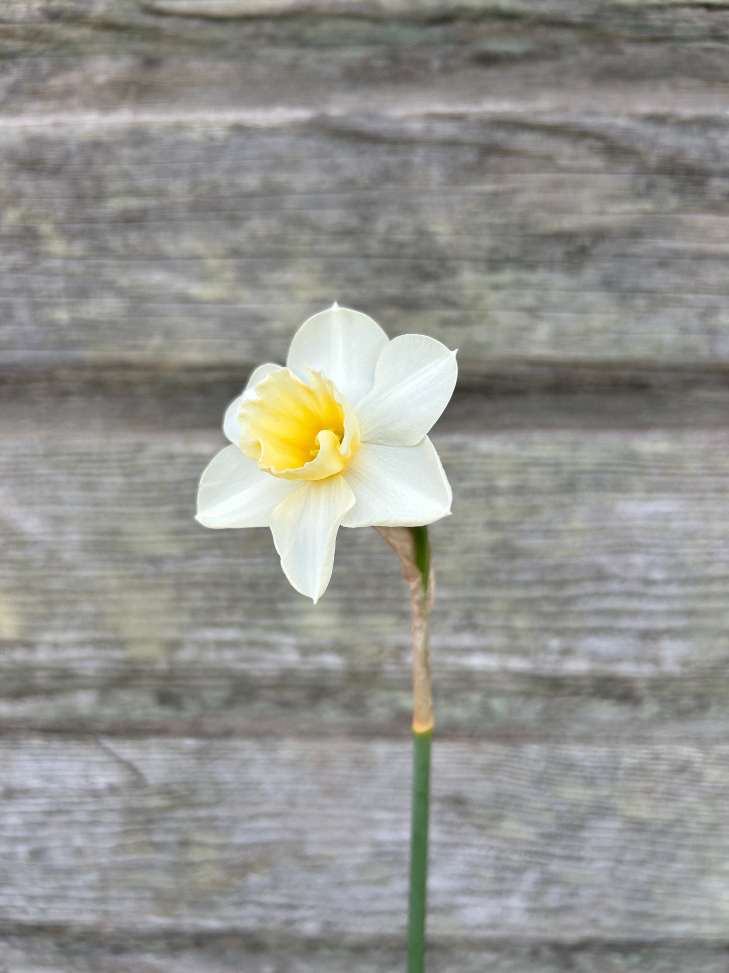 Daffodil - Prosecco