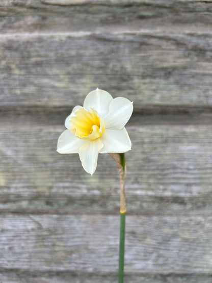 Daffodil - Prosecco