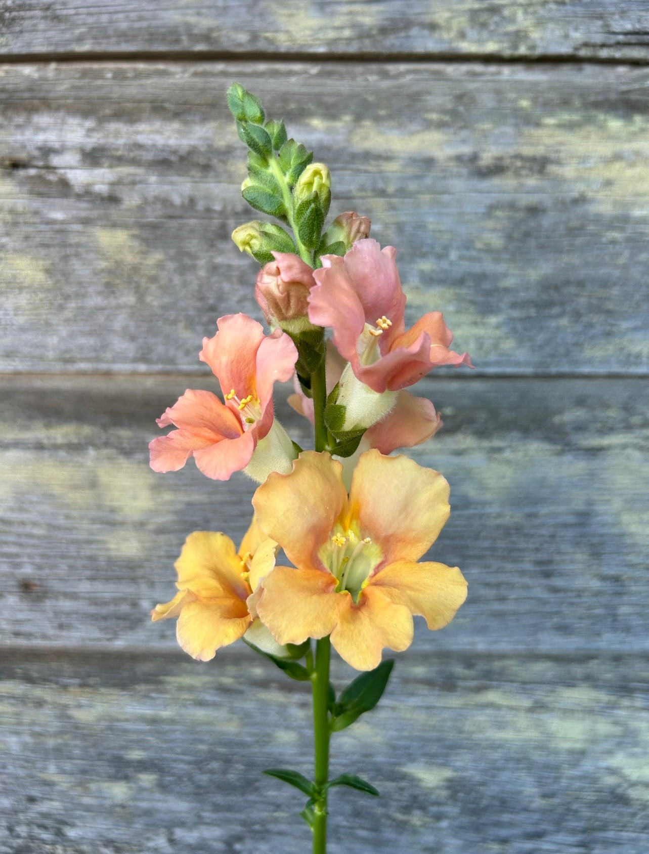 Snapdragon - Chantilly Light Salmon