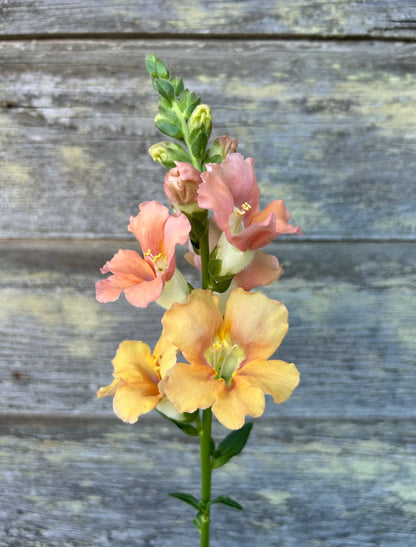 Snapdragon - Chantilly Light Salmon