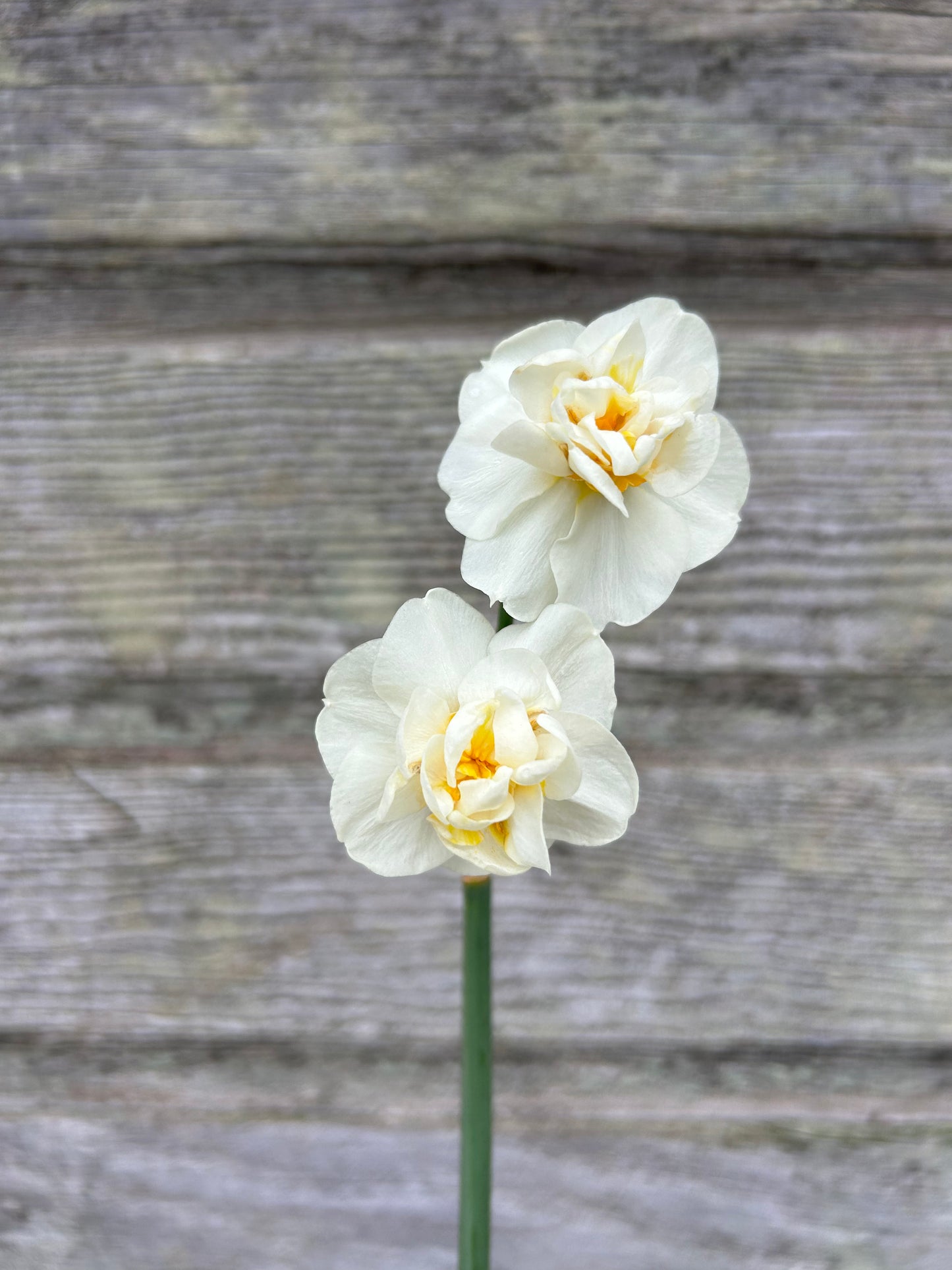 Daffodil - Cheerfulness