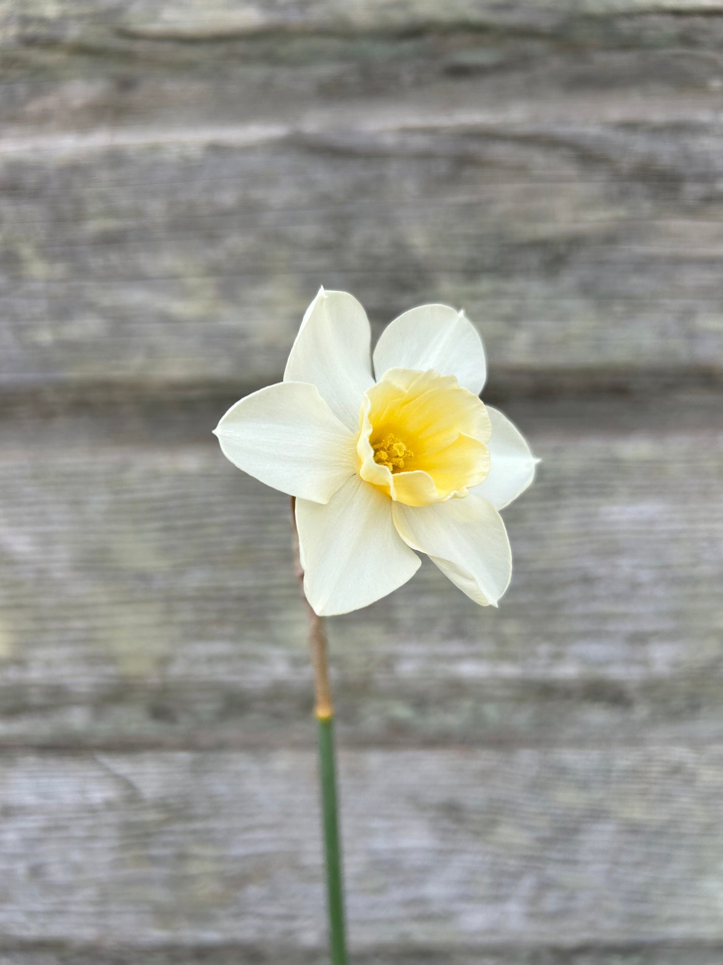 Daffodil - Prosecco