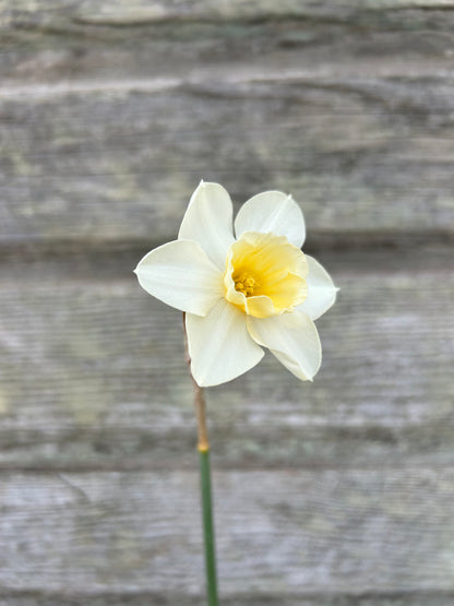 Daffodil - Prosecco