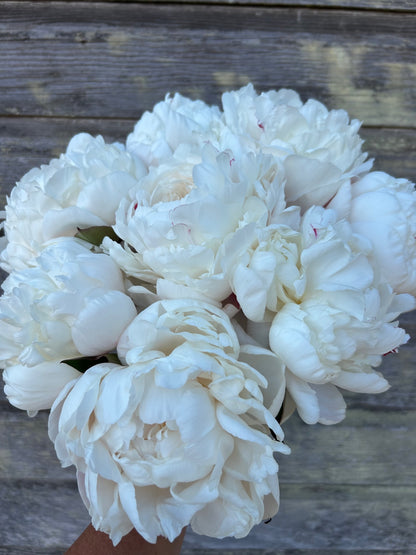 Peony - Carl G Klehm