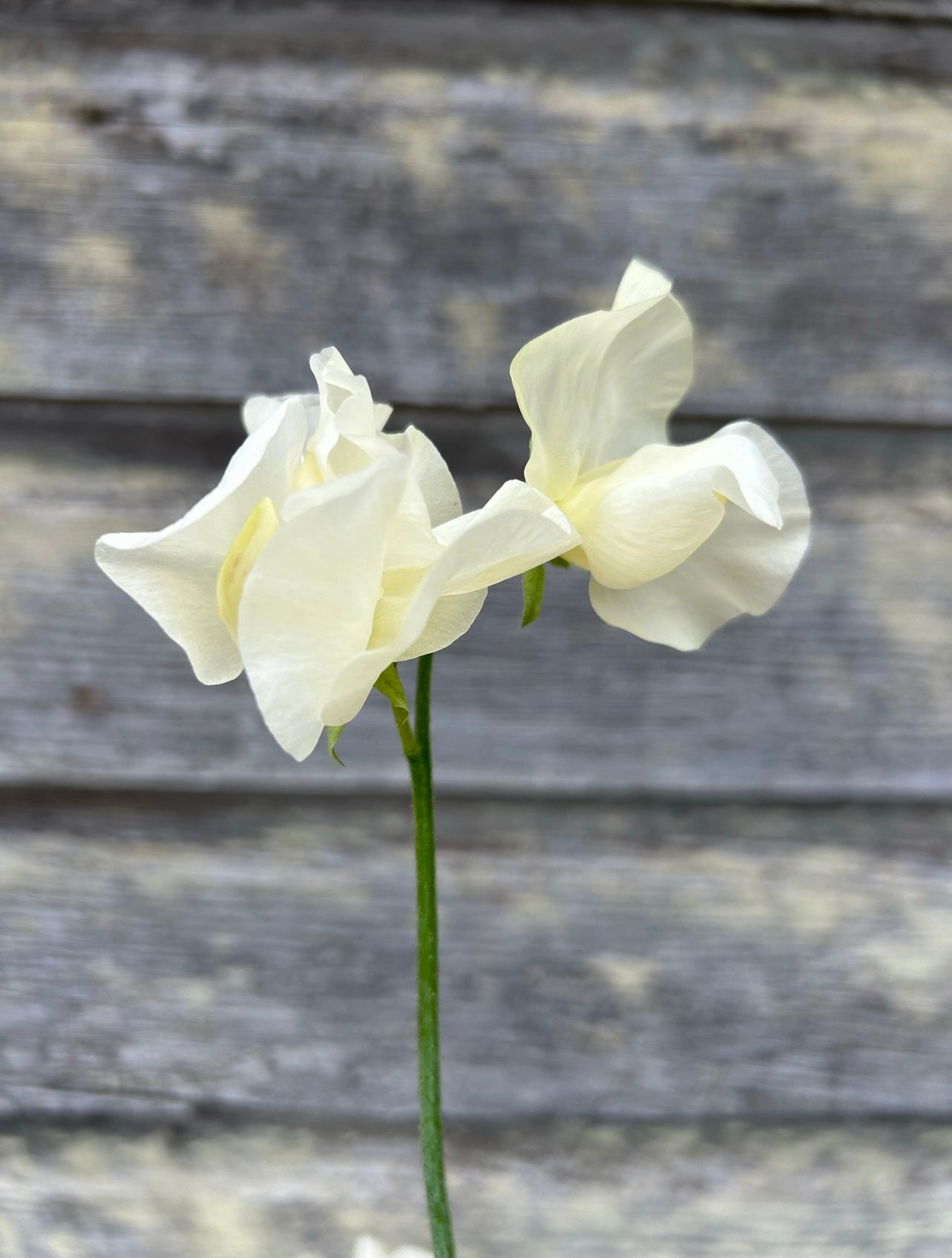 Sweet Pea - Castle of Mey