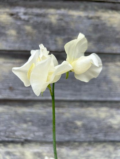 Sweet Pea - Castle of Mey