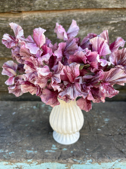 Sweet Pea - Chocolate Flake