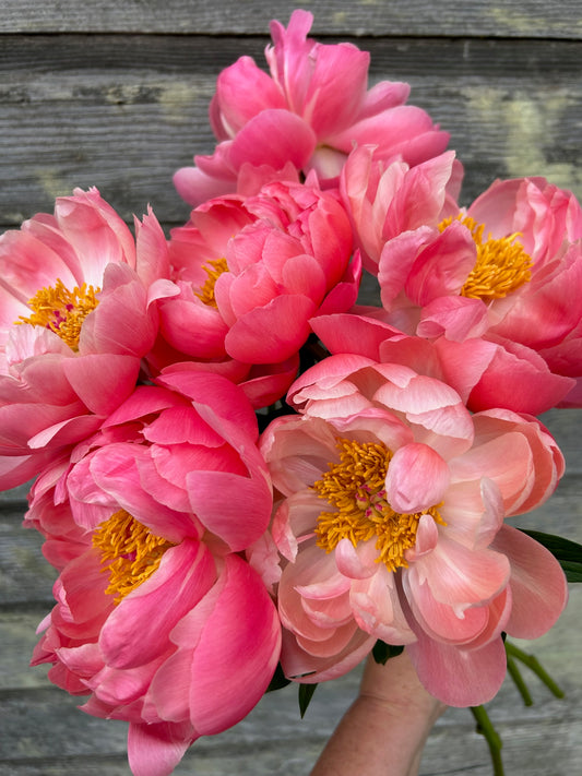 Peony - Coral Charm