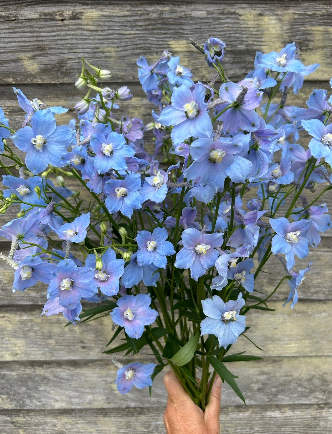 Delphinium - Cliveden Beauty
