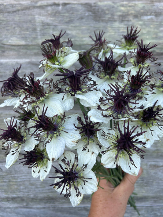 Nigella - African Bride