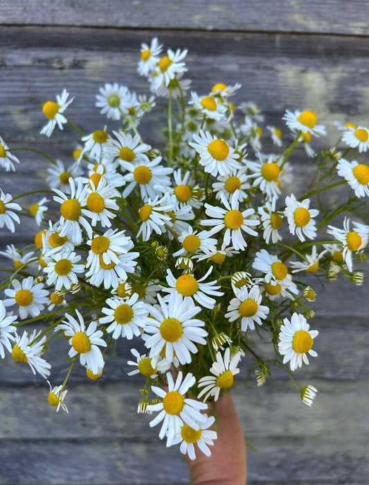 Chamomile
