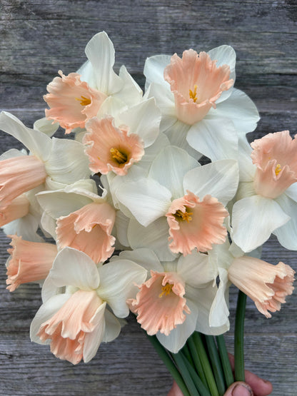 Daffodil - Sweetest Dream